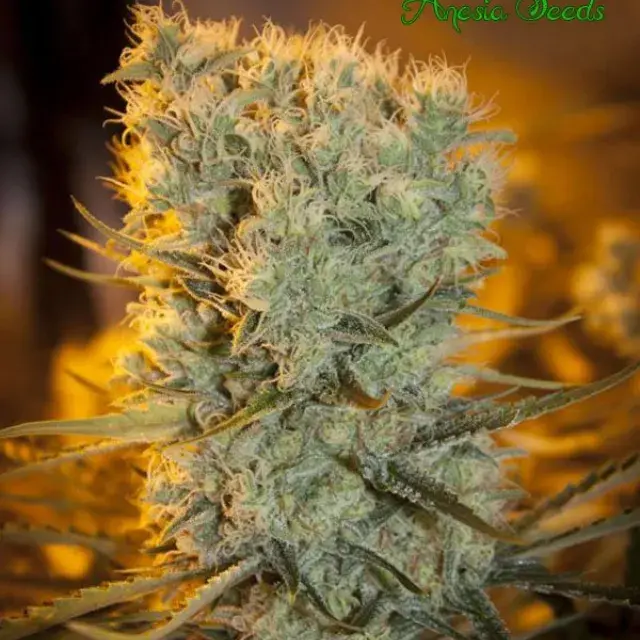 Auto Banana Kush Feminised Cannabis Seeds - Anesia Seeds