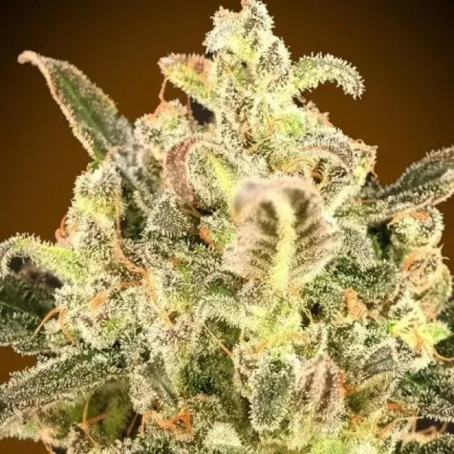 Auto Biodiesel Mass XXL Feminised Cannabis Seeds | Advanced Seeds 
