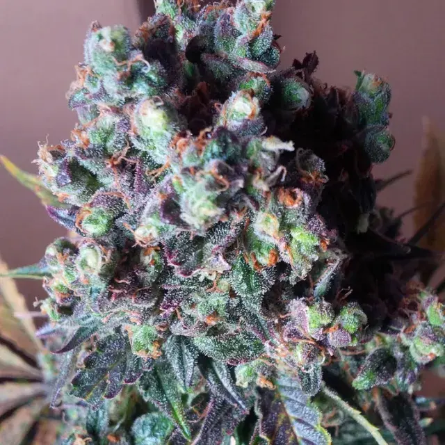 Auto Black Valium Feminised Cannabis Seeds | Top Shelf Elite
