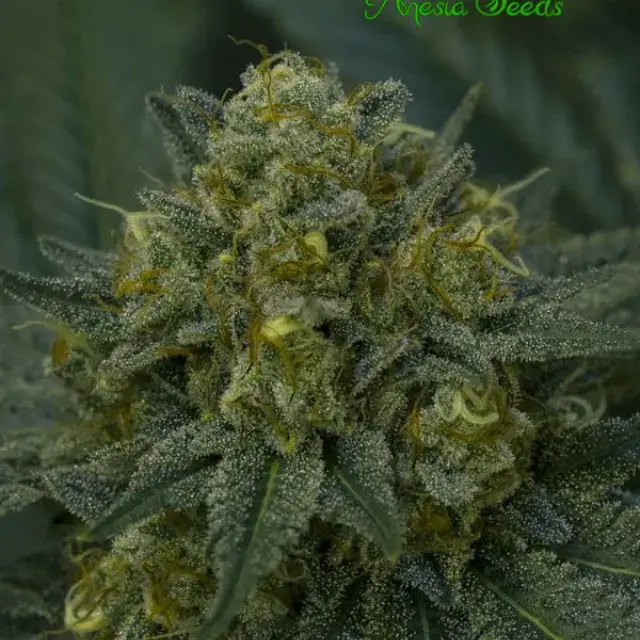 Auto Blackberry Moonrocks Feminised Cannabis Seeds - Anesia Seeds