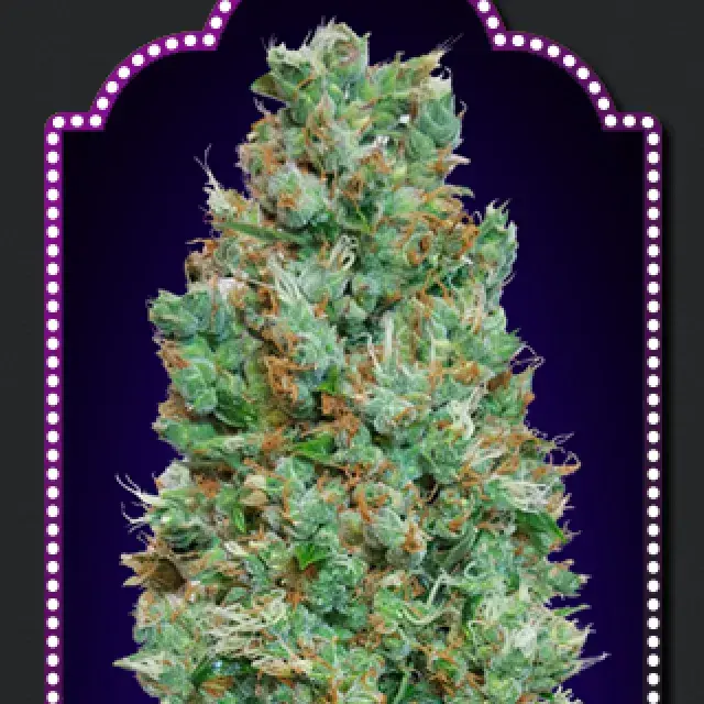 Auto Blueberry Feminised Cannabis Seeds | OO Seeds
