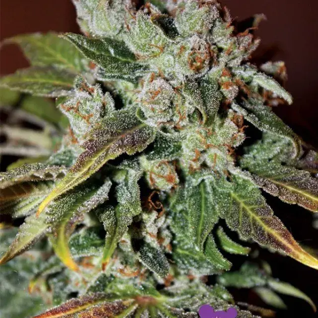 Auto Blueberry Banana Feminised Cannabis Seeds - Anesia Seeds