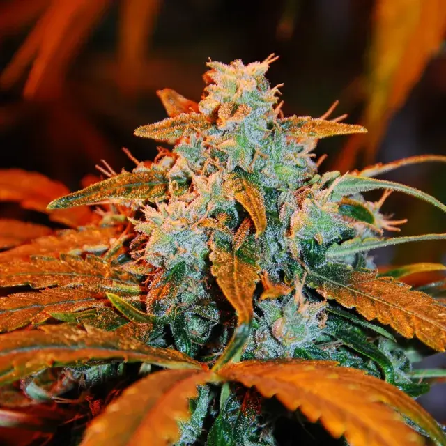 Apple Crumble Feminised Cannabis Seeds | G13 Labs