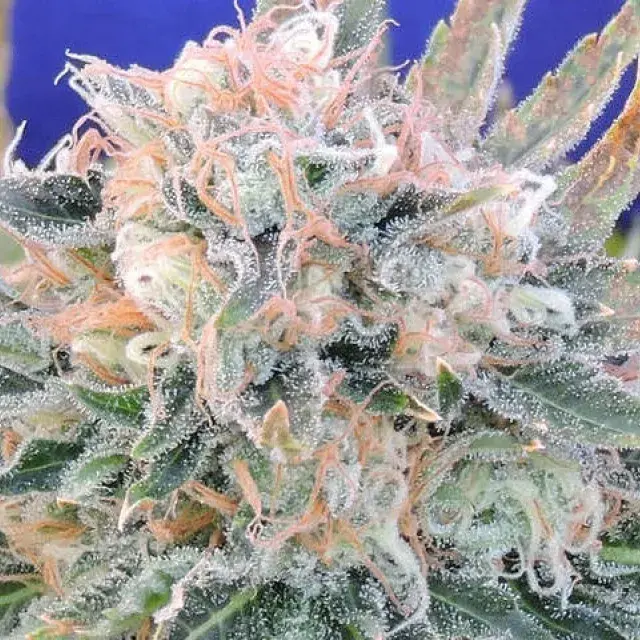 Auto Blueberry Ghost OG Feminised Cannabis Seeds | Original Sensible Seeds