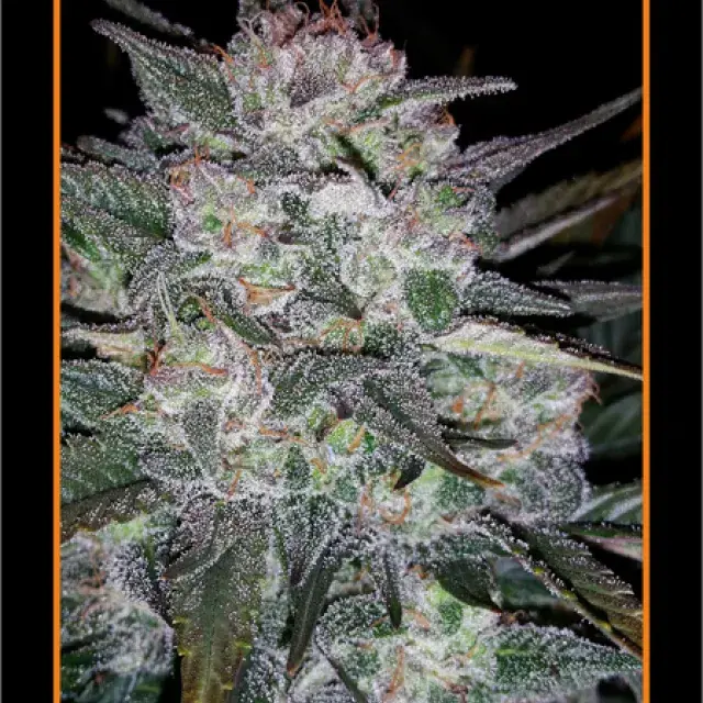 Auto Blues Auto Feminised Cannabis Seeds