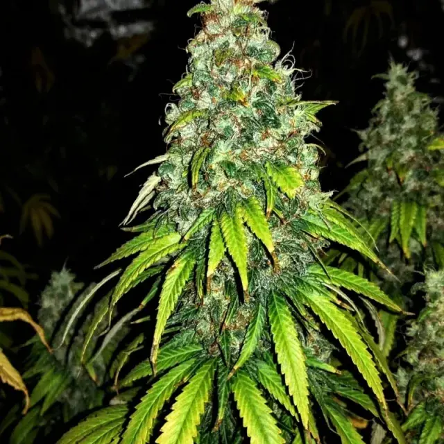 Auto Blutonium Mass Feminised Seeds | Critical Mass Collective