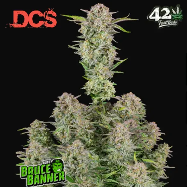Bruce Banner Auto Feminised Cannabis Seeds | Fast Buds
