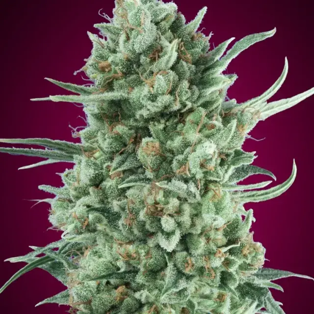 Auto Bubble Gum XXL Feminised Cannabis Seeds | OO Seeds