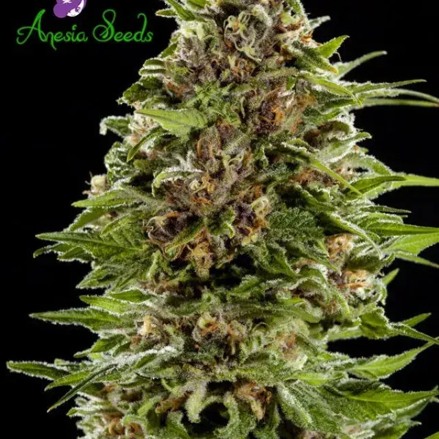 Auto Bubblegum Feminised Cannabis Seeds - Anesia Seeds