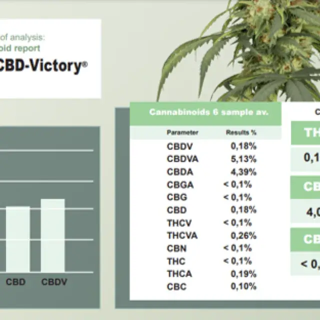 Auto CBD-Victory Feminised Cannabis Seeds | Dutch Passion 
