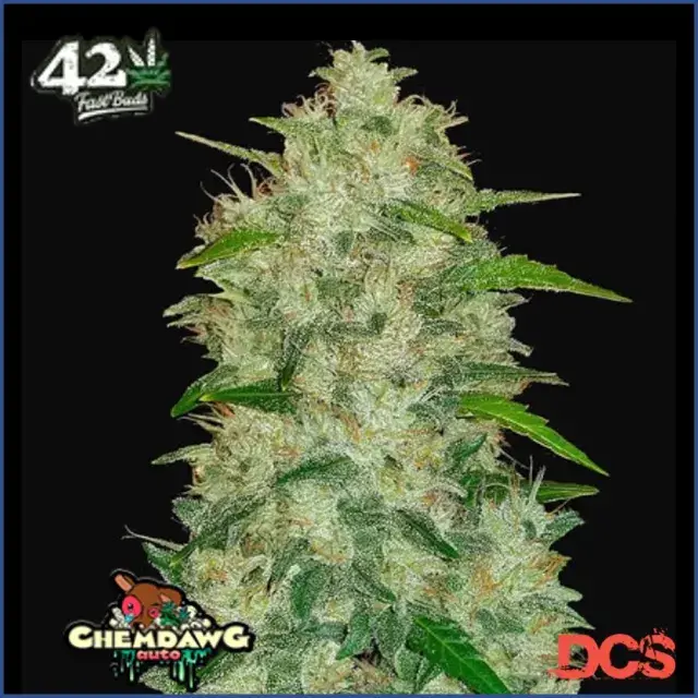 Auto Chemdawg Feminised Cannabis Seeds | Fast Buds Originals
