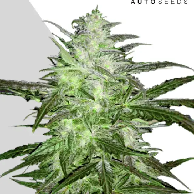 Auto Chemdog Autoflowering Feminised Cannabis Seeds | Auto Seeds 