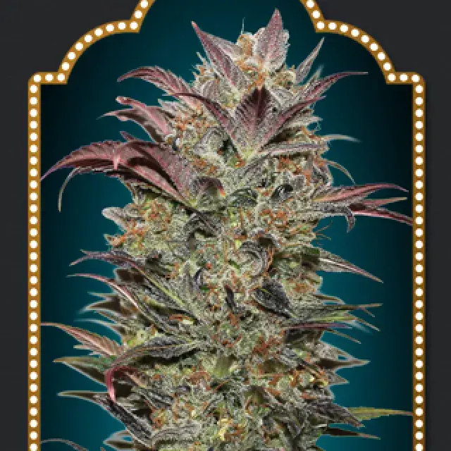Auto Chocolate Cream Feminised Cannabis Seeds | OO Seeds