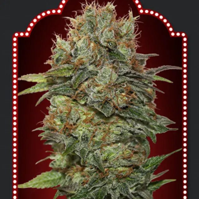 Auto Chocolate Kush Feminised Cannabis Seeds | OO Seeds