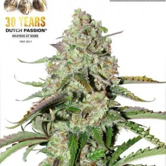 Auto Colorado Cookies Autoflowering Feminised Cannabis Seeds | Dutch Passion