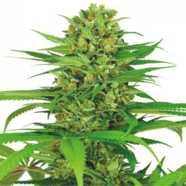 Auto Cream Bubblegum Feminised Cannabis Seeds | Dispensario Seeds