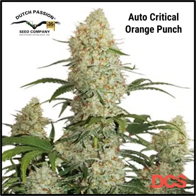 Auto Critical Orange Punch Feminised Cannabis Seeds | Dutch Passion