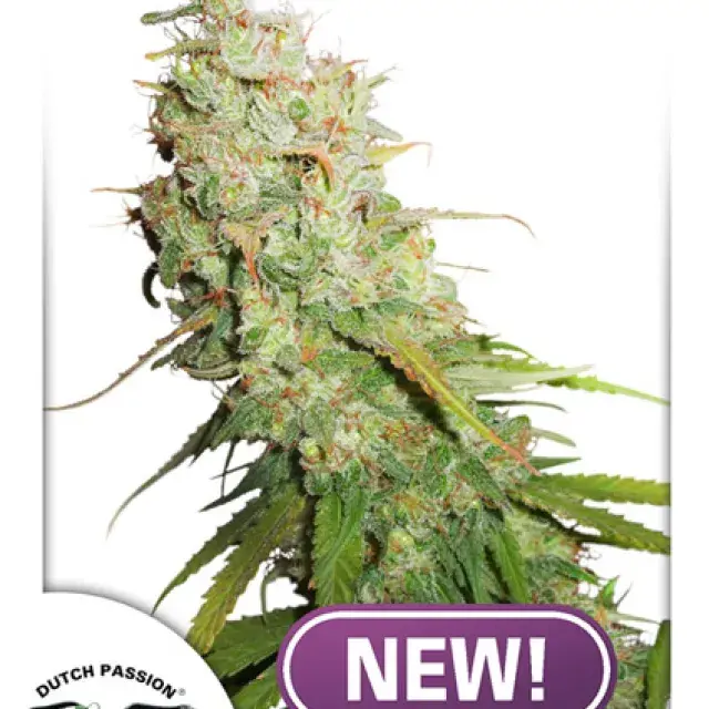 Auto Desfran Feminised Cannabis Seeds | Dutch Passion 