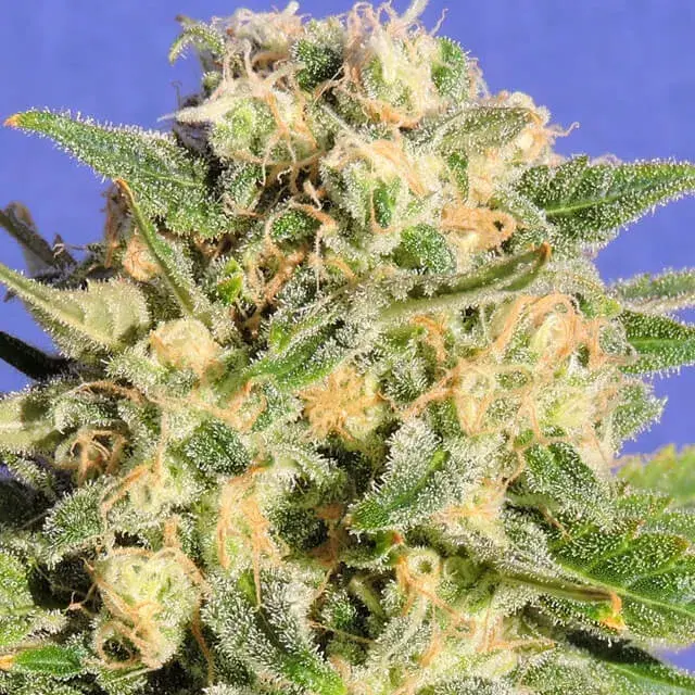 Auto Destroyer Feminised Cannabis Seeds | Original Sensible Seeds