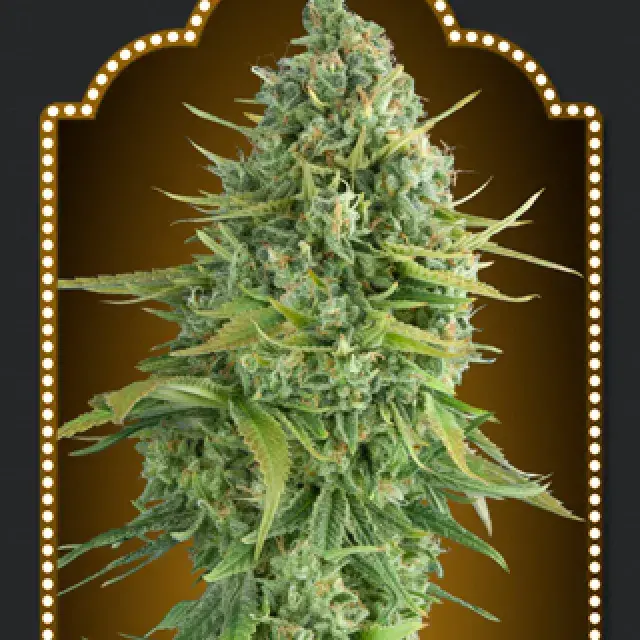 Auto Do-Si-Do Cookies Feminised Cannabis Seeds | OO Seeds