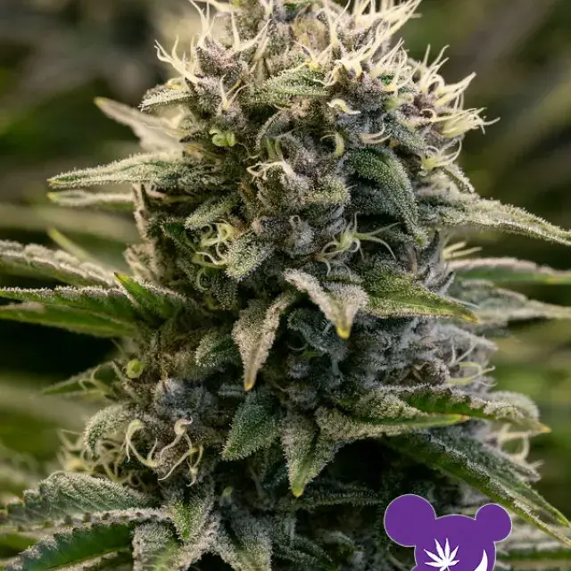 Fat Monkey Auto Feminised Cannabis Seeds - Anesia Seeds