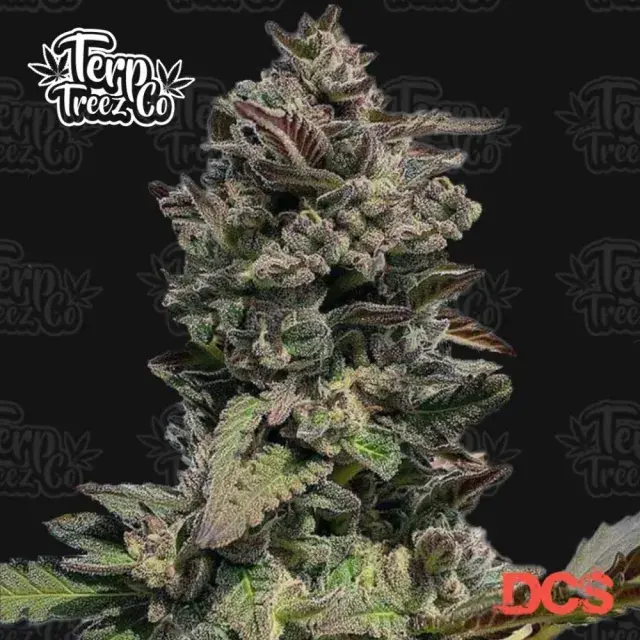 Auto Forbidden Mints Cannabis Seeds - Terp Treez.