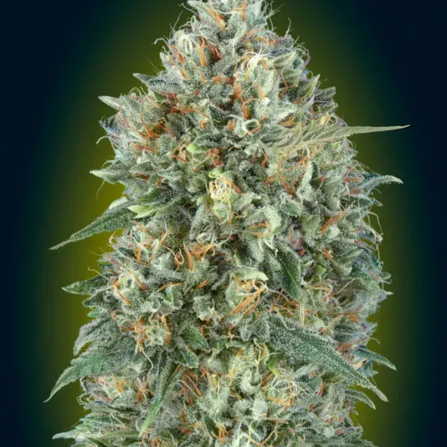 Auto Gelato #33 Feminised Cannabis Seeds | Advanced Seeds 