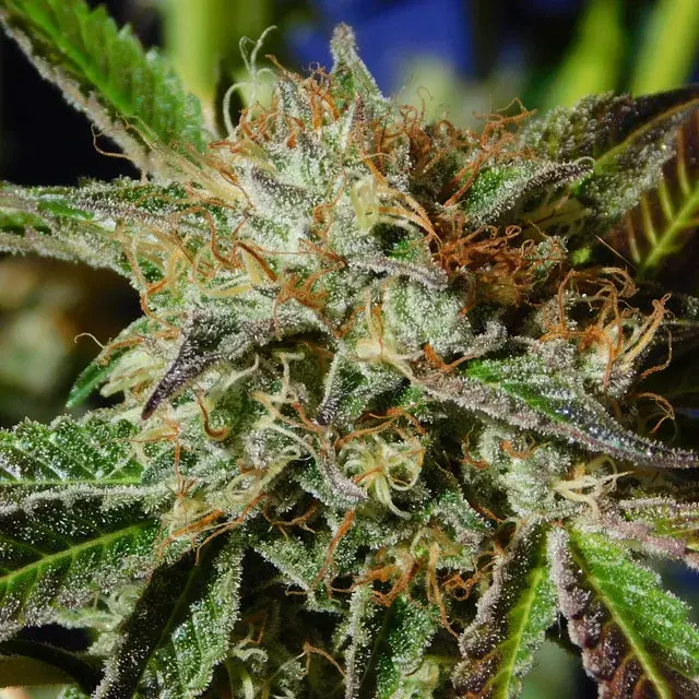 Auto Ghost Cookies Feminised Cannabis Seeds | Original Sensible Seeds