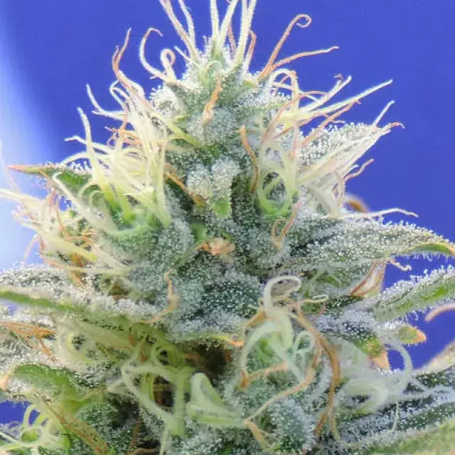 Auto Ghost OG Feminised Cannabis Seeds | Original Sensible Seeds