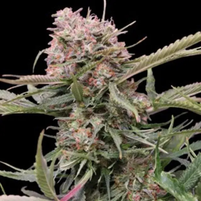 Auto Gigabud Feminised Cannabis Seeds | G13 Labs