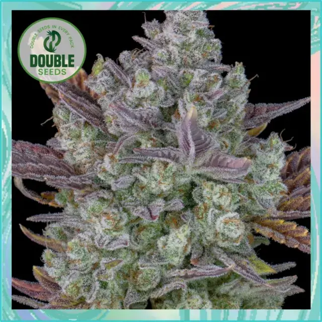 Auto Gorilla Cookies - Double Seeds