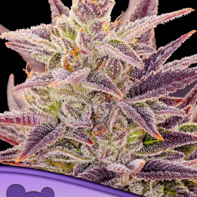 Auto Imperium X Feminised Cannabis Seeds - Anesia Seeds
