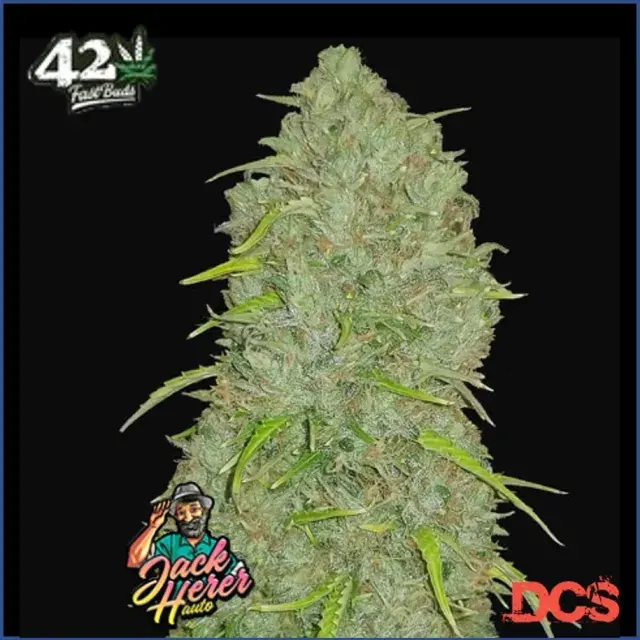 Auto Jack Herer Feminised Cannabis Seeds | Fast Buds Originals