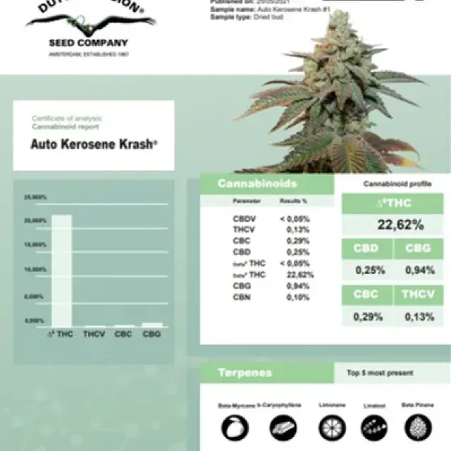 Auto Kerosene Krash Feminised Cannabis Seeds | Dutch Passion 