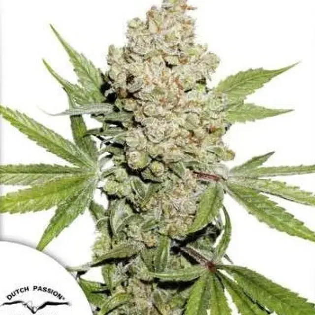 Auto Lemon Kix Feminised Cannabis Seeds | Dutch Passion 