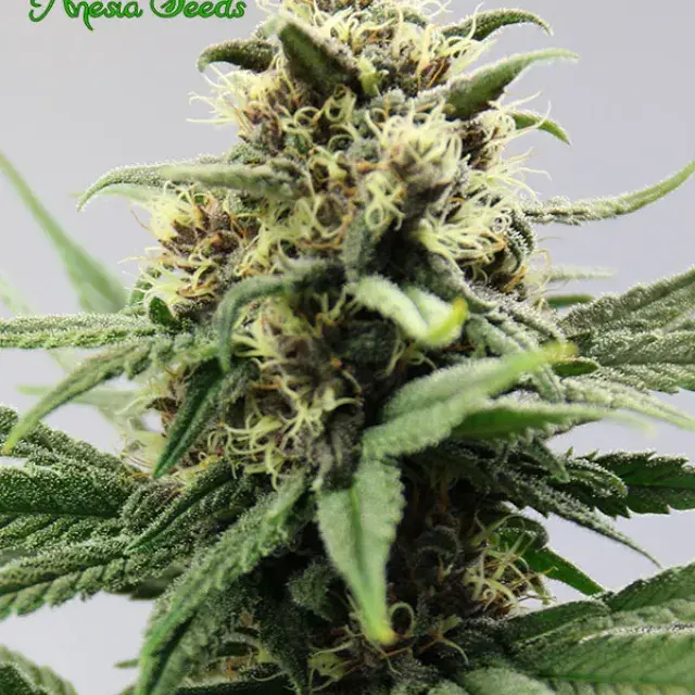 Auto Lemongrass Feminised Cannabis Seeds - Anesia Seeds