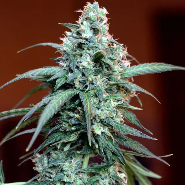 Auto Massassin Feminised Cannabis Seeds | Critical Mass Collective Seeds