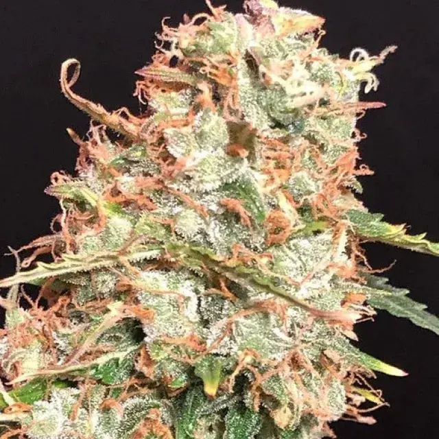 Auto Masszar Feminised Cannabis Seeds | Critical Mass Collective Seeds