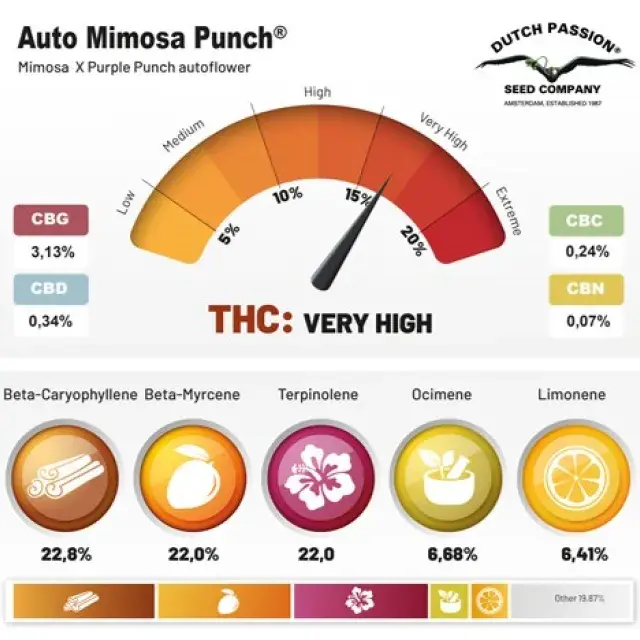 Auto Mimosa Punch Feminised Cannabis Seeds | Dutch Passion