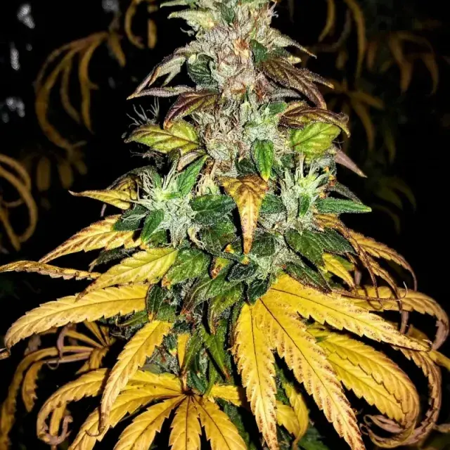 Auto Monolith Mass Feminised Cannabis Seeds | Critical Mass Collective