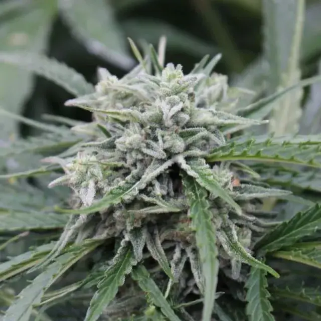 Auto NL Feminised Cannabis Seeds | Female Seeds 