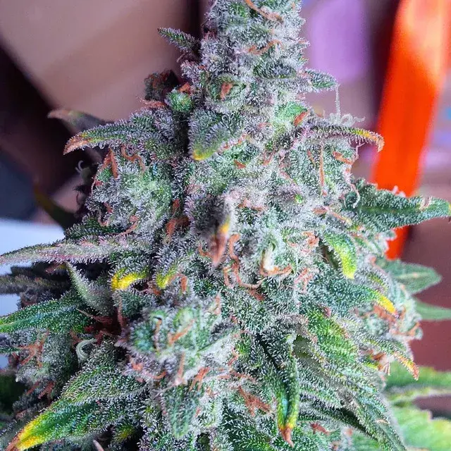 Auto Nightcrawler OG Feminised Cannabis Seeds | Top Shelf Elite