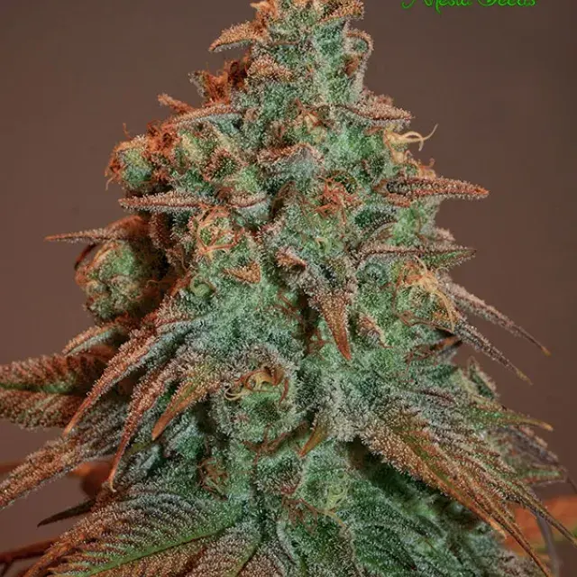 Auto Nova OG Feminised Cannabis Seeds - Anesia Seeds