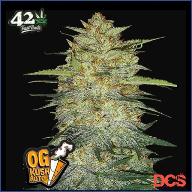 Auto OG Kush Feminised Cannabis Seeds | Fast Buds Originals