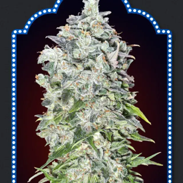 Auto OO Kush Feminised Cannabis Seeds | OO Seeds