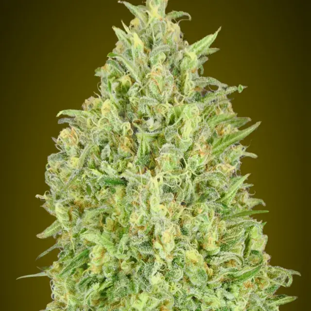 Auto Pineapple Glue Feminised Cannabis Seeds | Advanced Seeds 