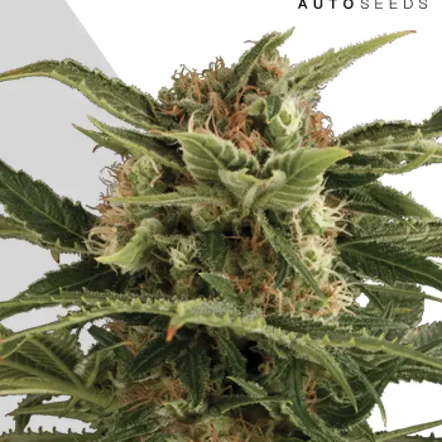 Auto Pounder Feminised Cannabis Seeds | Auto Seeds.