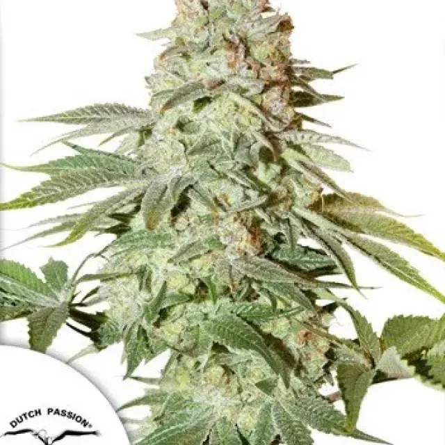 Auto Power Plant Feminised Cannabis Seeds | Dutch Passion 