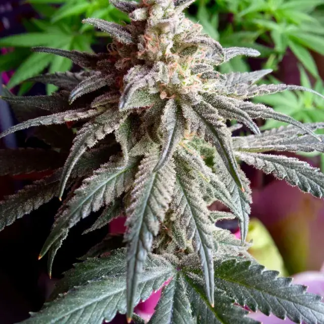 Auto Purple Dawg Mass Feminised Cannabis Seeds | Critical Mass Collective Seeds