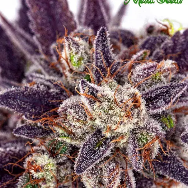 Auto Purple Domina Feminised Cannabis Seeds - Anesia Seeds
